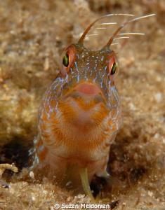 Cute seaweed blenny in a 5 knot current- sans grappling h... by Suzan Meldonian 